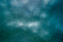 Fingerlings;Fish;Juvenile-fish;Kaleidos;Kaleidos-images;Lebanon;Middle-East;Near-East;Tarek-Charara;Water