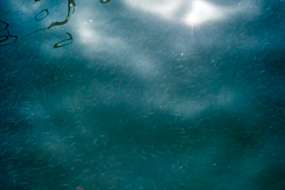 Fingerlings;Fish;Juvenile-fish;Kaleidos;Kaleidos-images;Lebanon;Middle-East;Near-East;Tarek-Charara;Water