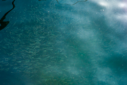 Fingerlings;Fish;Juvenile-fish;Kaleidos;Kaleidos-images;Lebanon;Middle-East;Near-East;Tarek-Charara;Water