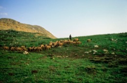 Kaleidos;Kaleidos-images;La-parole-à-limage;Laklouk;Landscapes;Laqlouq;Lebanon;Man;Men;Moutons;People;Personnages;Ruminants;Sheep;Tarek-Charara