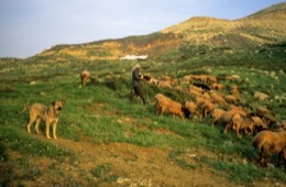 Dogs;Kaleidos;Kaleidos-images;La-parole-à-limage;Laklouk;Landscapes;Laqlouq;Lebanon;Man;Men;Moutons;People;Personnages;Ruminants;Sheep;Tarek-Charara