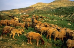 Dogs;Kaleidos;Kaleidos-images;La-parole-à-limage;Laklouk;Landscapes;Laqlouq;Lebanon;Man;Men;Moutons;People;Personnages;Ruminants;Sheep;Tarek-Charara