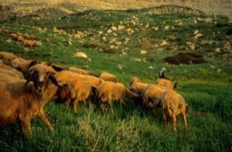 Kaleidos;Kaleidos-images;La-parole-à-limage;Laklouk;Landscapes;Laqlouq;Lebanon;Man;Men;Moutons;People;Personnages;Ruminants;Sheep;Tarek-Charara