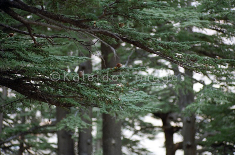 Al Arz;Bsharry;Cedrus libani;Cedar of Lebanon;Cedars of the Lord;Cedars of the Lord grove;Groves;La parole à l'image;Lebanese cedar;Lebanon;Kaleidos;Kaleidos images;Lebanon;Tarek Charara