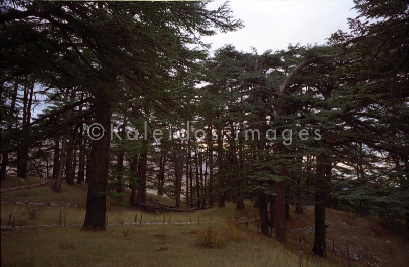 Al Arz;Bsharry;Cedrus libani;Cedar of Lebanon;Cedars of the Lord;Cedars of the Lord grove;Groves;La parole à l'image;Lebanese cedar;Lebanon;Kaleidos;Kaleidos images;Lebanon;Tarek Charara