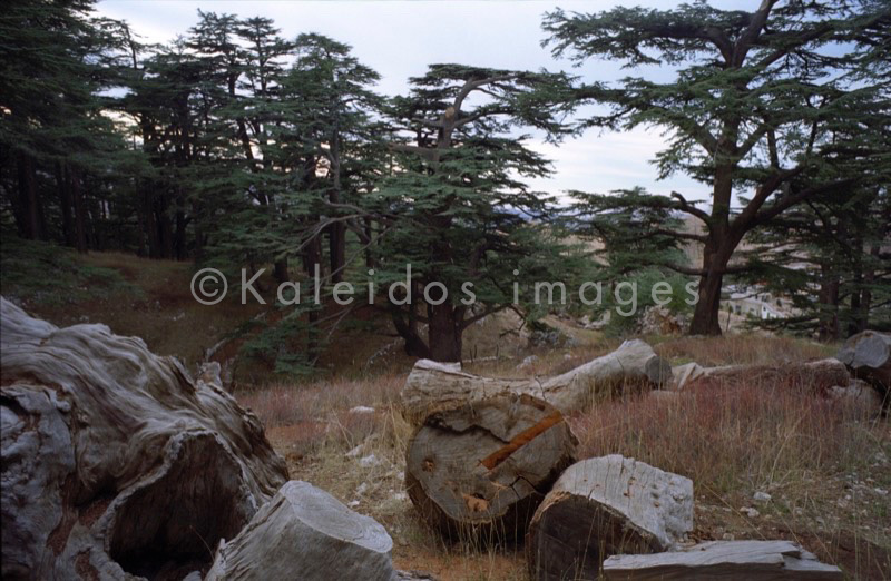 Al Arz;Bsharry;Cedrus libani;Cedar of Lebanon;Cedars of the Lord;Cedars of the Lord grove;Groves;La parole à l'image;Lebanese cedar;Lebanon;Kaleidos;Kaleidos images;Lebanon;Tarek Charara