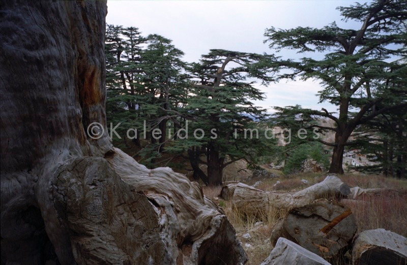 Al Arz;Bsharry;Cedrus libani;Cedar of Lebanon;Cedars of the Lord;Cedars of the Lord grove;Groves;La parole à l'image;Lebanese cedar;Lebanon;Kaleidos;Kaleidos images;Lebanon;Tarek Charara