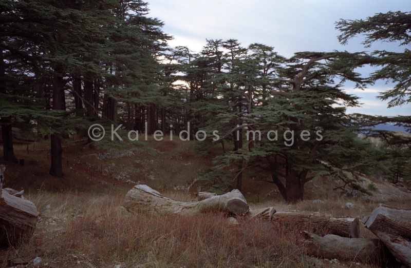 Al Arz;Bsharry;Cedrus libani;Cedar of Lebanon;Cedars of the Lord;Cedars of the Lord grove;Groves;La parole à l'image;Lebanese cedar;Lebanon;Kaleidos;Kaleidos images;Lebanon;Tarek Charara
