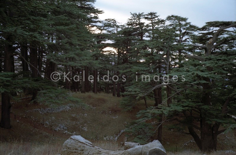 Al Arz;Bsharry;Cedrus libani;Cedar of Lebanon;Cedars of the Lord;Cedars of the Lord grove;Groves;La parole à l'image;Lebanese cedar;Lebanon;Kaleidos;Kaleidos images;Lebanon;Tarek Charara