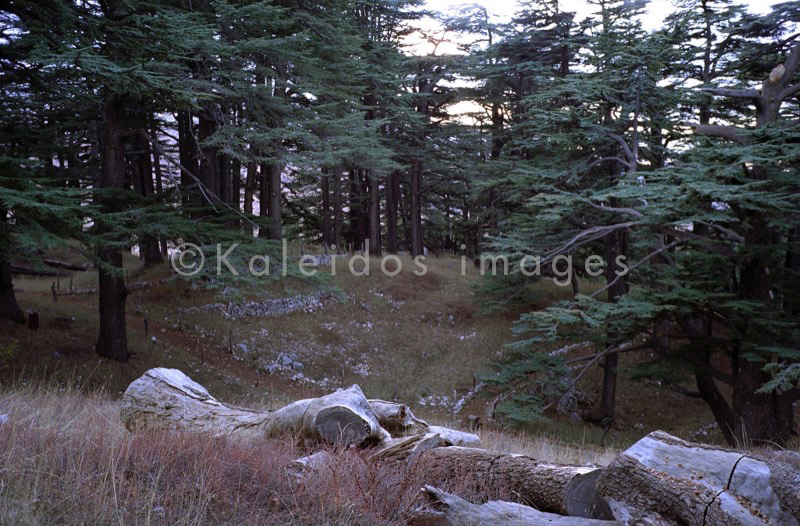 Al Arz;Bsharry;Cedrus libani;Cedar of Lebanon;Cedars of the Lord;Cedars of the Lord grove;Groves;La parole à l'image;Lebanese cedar;Lebanon;Kaleidos;Kaleidos images;Lebanon;Tarek Charara
