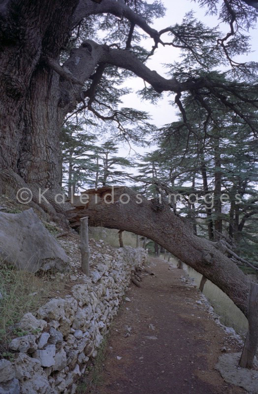 Al Arz;Bsharry;Cedrus libani;Cedar of Lebanon;Cedars of the Lord;Cedars of the Lord grove;Groves;La parole à l'image;Lebanese cedar;Lebanon;Kaleidos;Kaleidos images;Lebanon;Tarek Charara