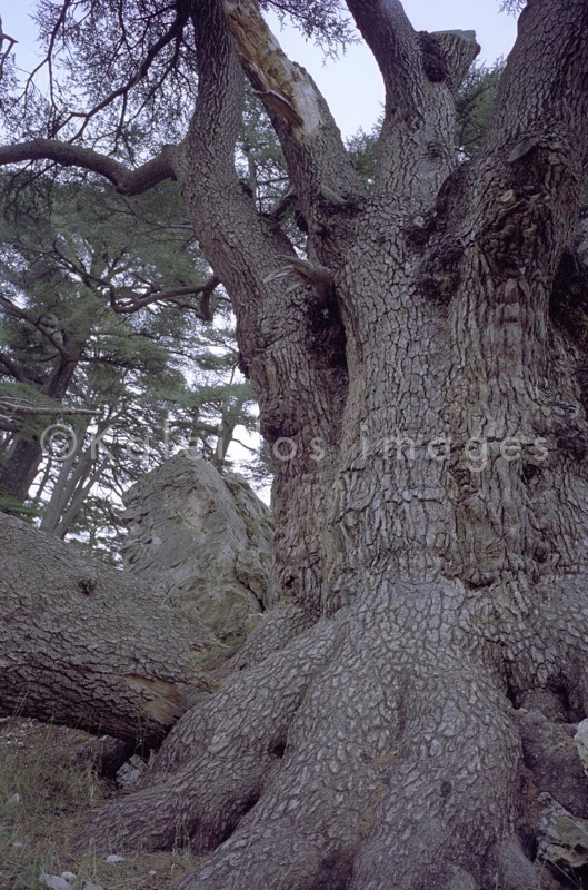 Al Arz;Bsharry;Cedrus libani;Cedar of Lebanon;Cedars of the Lord;Cedars of the Lord grove;Groves;La parole à l'image;Lebanese cedar;Lebanon;Kaleidos;Kaleidos images;Lebanon;Tarek Charara