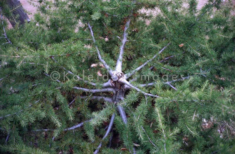 Al Arz;Bsharry;Cedrus libani;Cedar of Lebanon;Cedars of the Lord;Cedars of the Lord grove;Groves;La parole à l'image;Lebanese cedar;Lebanon;Kaleidos;Kaleidos images;Lebanon;Tarek Charara