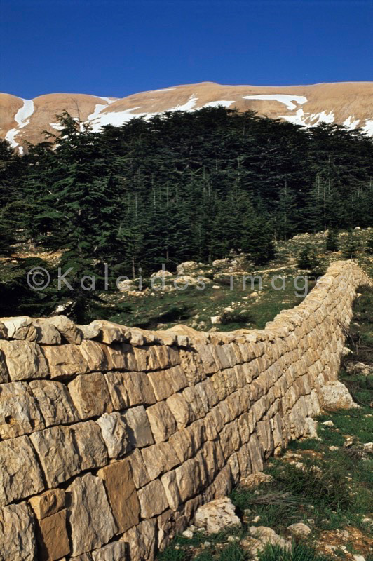 Al Arz;Bsharry;Cedrus libani;Cedar of Lebanon;Cedars of the Lord;Cedars of the Lord grove;Groves;La parole à l'image;Lebanese cedar;Lebanon;Kaleidos;Kaleidos images;Lebanon;Tarek Charara