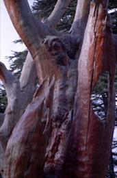 Al-Arz;Bsharry;Cedrus-libani;Cedar-of-Lebanon;Cedars-of-the-Lord;Cedars-of-the-Lord-grove;Groves;La-parole-à-limage;Lebanese-cedar;Lebanon;Kaleidos;Kaleidos-images;Lebanon;Tarek-Charara