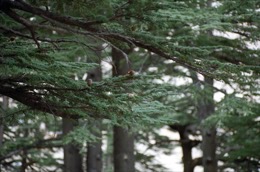 Al-Arz;Bsharry;Cedrus-libani;Cedar-of-Lebanon;Cedars-of-the-Lord;Cedars-of-the-Lord-grove;Groves;La-parole-à-limage;Lebanese-cedar;Lebanon;Kaleidos;Kaleidos-images;Lebanon;Tarek-Charara
