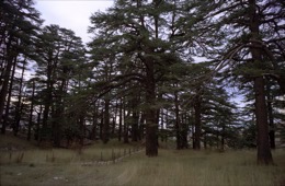 Al-Arz;Bsharry;Cedrus-libani;Cedar-of-Lebanon;Cedars-of-the-Lord;Cedars-of-the-Lord-grove;Groves;La-parole-à-limage;Lebanese-cedar;Lebanon;Kaleidos;Kaleidos-images;Lebanon;Tarek-Charara