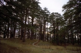 Al-Arz;Bsharry;Cedrus-libani;Cedar-of-Lebanon;Cedars-of-the-Lord;Cedars-of-the-Lord-grove;Groves;La-parole-à-limage;Lebanese-cedar;Lebanon;Kaleidos;Kaleidos-images;Lebanon;Tarek-Charara