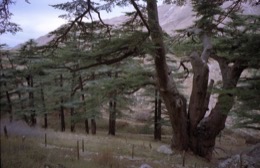 Al-Arz;Bsharry;Cedrus-libani;Cedar-of-Lebanon;Cedars-of-the-Lord;Cedars-of-the-Lord-grove;Groves;La-parole-à-limage;Lebanese-cedar;Lebanon;Kaleidos;Kaleidos-images;Lebanon;Tarek-Charara
