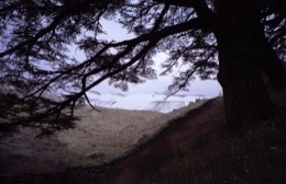 Al-Arz;Bsharry;Cedrus-libani;Cedar-of-Lebanon;Cedars-of-the-Lord;Cedars-of-the-Lord-grove;Groves;La-parole-à-limage;Lebanese-cedar;Lebanon;Kaleidos;Kaleidos-images;Lebanon;Tarek-Charara