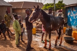 Africa;Benin;Cleaning;Danda;Horses;Kaleidos;Kaleidos-images;La-parole-à-limage;Man;Men;Tarek-Charara;Washing;Dongola