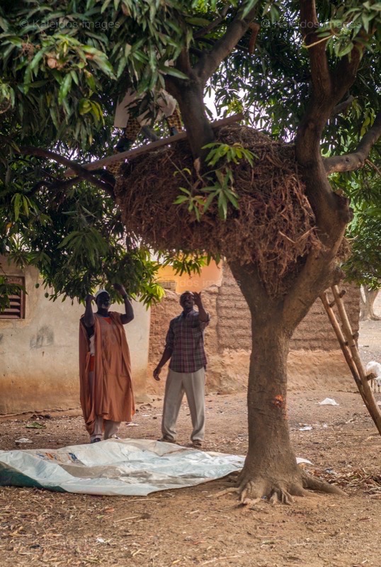 Africa;;Benin;Hay;Kaleidos;Kaleidos images;La parole à l'image;Man;Men;Moussa Atta;Tarek Charara;Trees