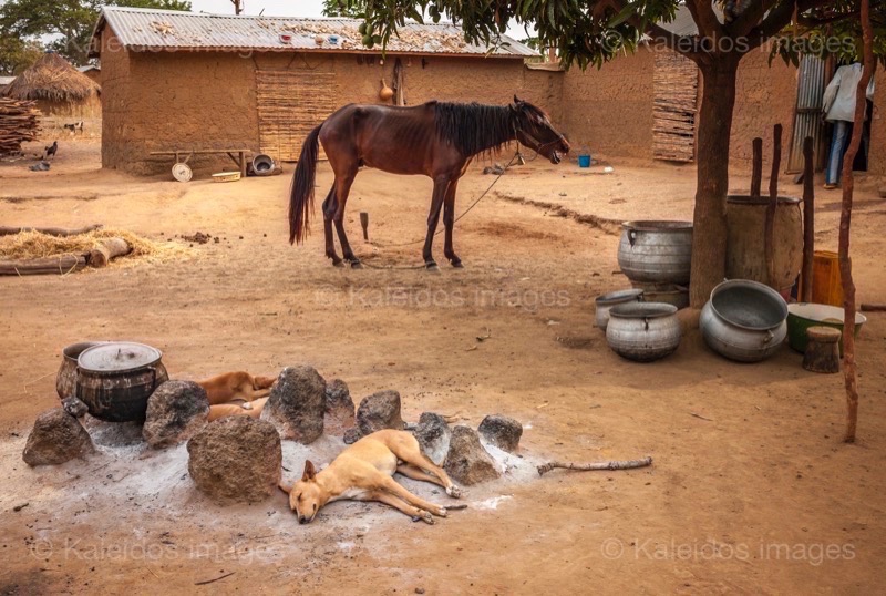 ;Dogs;Pehonko;Dongola