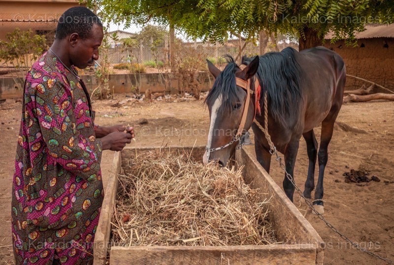 Africa;Benin;Danda;Horses;Kaleidos;Kaleidos images;La parole à l'image;Moussa Atta;Tarek Charara;Pehonko;Dongola