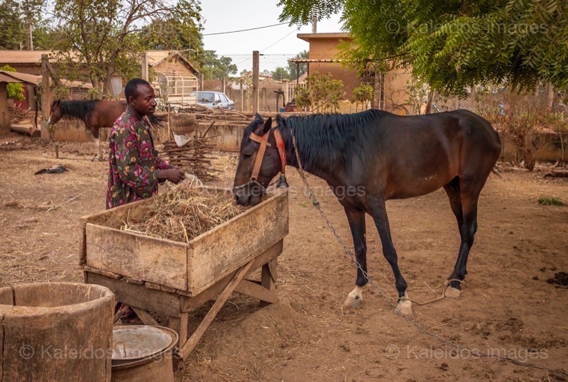 Africa;Benin;Danda;Horses;Kaleidos;Kaleidos images;La parole à l'image;Moussa Atta;Tarek Charara;Pehonko;Dongola