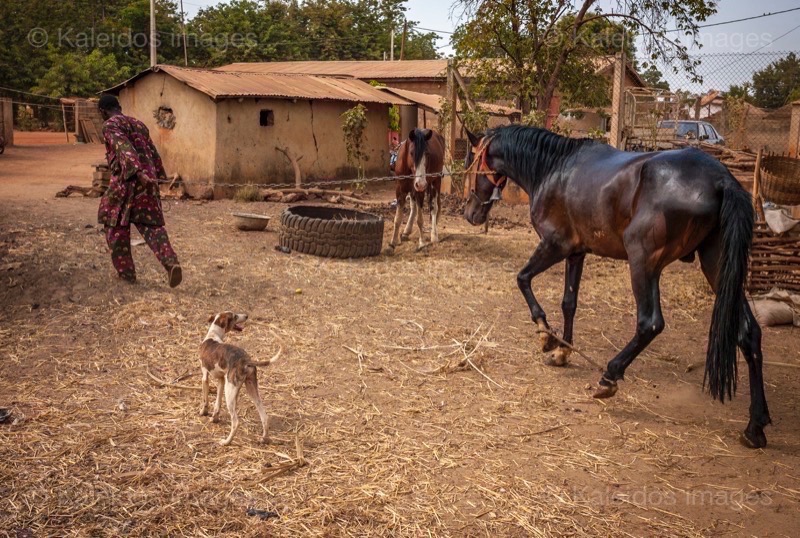 Africa;Benin;Danda;Horses;Kaleidos;Kaleidos images;La parole à l'image;Moussa Atta;Pehonko;Tarek Charara;Dongola