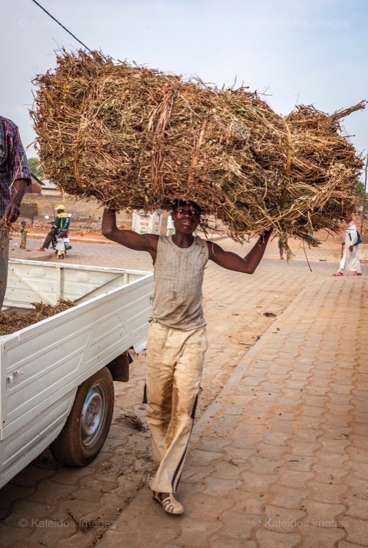 Africa;Benin;Hay;Kaleidos;Kaleidos images;La parole à l'image;Man;Men;Tarek Charara