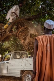 Africa;Benin;Hay;Kaleidos;Kaleidos-images;La-parole-à-limage;Lorries;Lorry;Man;Men;Tarek-Charara;Trees;Trucks