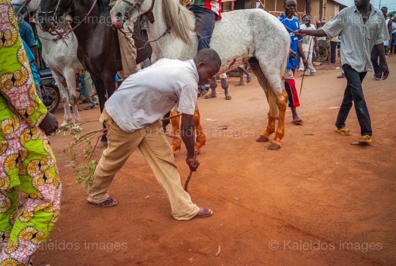 Africa;Benin;Horses;Kaleidos;Kaleidos images;La parole à l'image;Tarek Charara