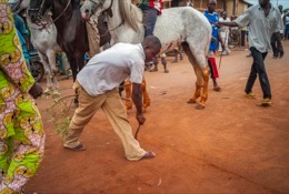 Africa;Benin;Horses;Kaleidos;Kaleidos-images;La-parole-à-limage;Tarek-Charara