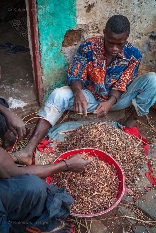 Africa;Benin;Kaleidos;Kaleidos images;La parole à l'image;Millet;Tarek Charara;Red millet