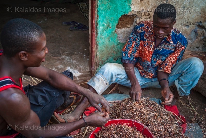 Africa;Benin;Kaleidos;Kaleidos images;La parole à l'image;Millet;Tarek Charara;Red millet