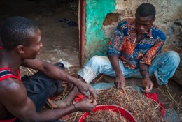 Africa;Benin;Kaleidos;Kaleidos-images;La-parole-à-limage;Millet;Tarek-Charara;Red-millet