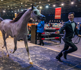 Horses